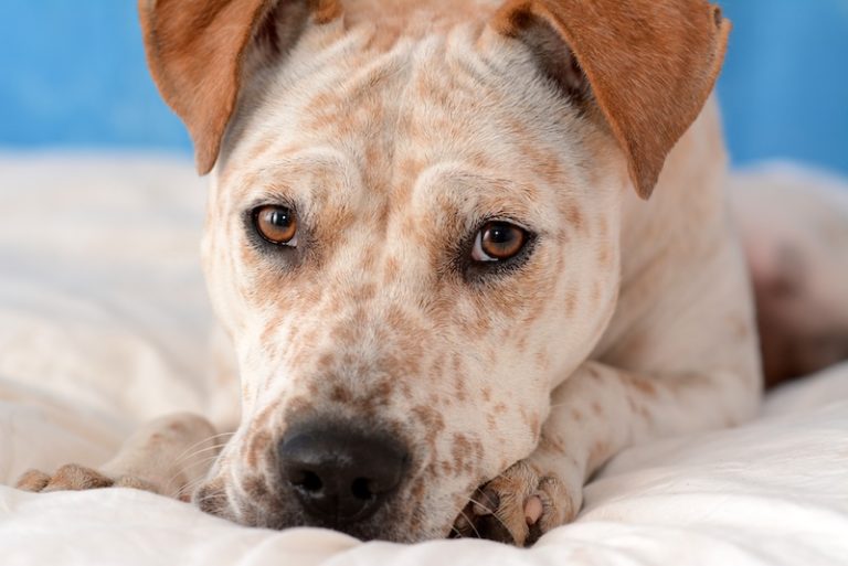 Adoptar Quincy Animal Shelter Trend Repository