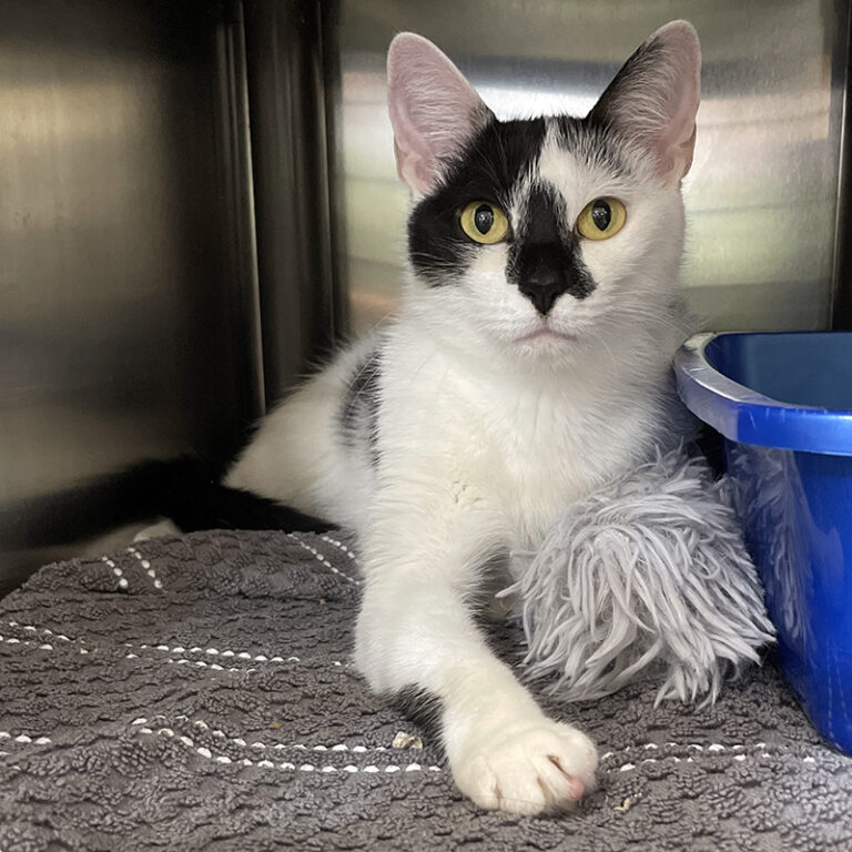 Home Quincy Animal Shelter