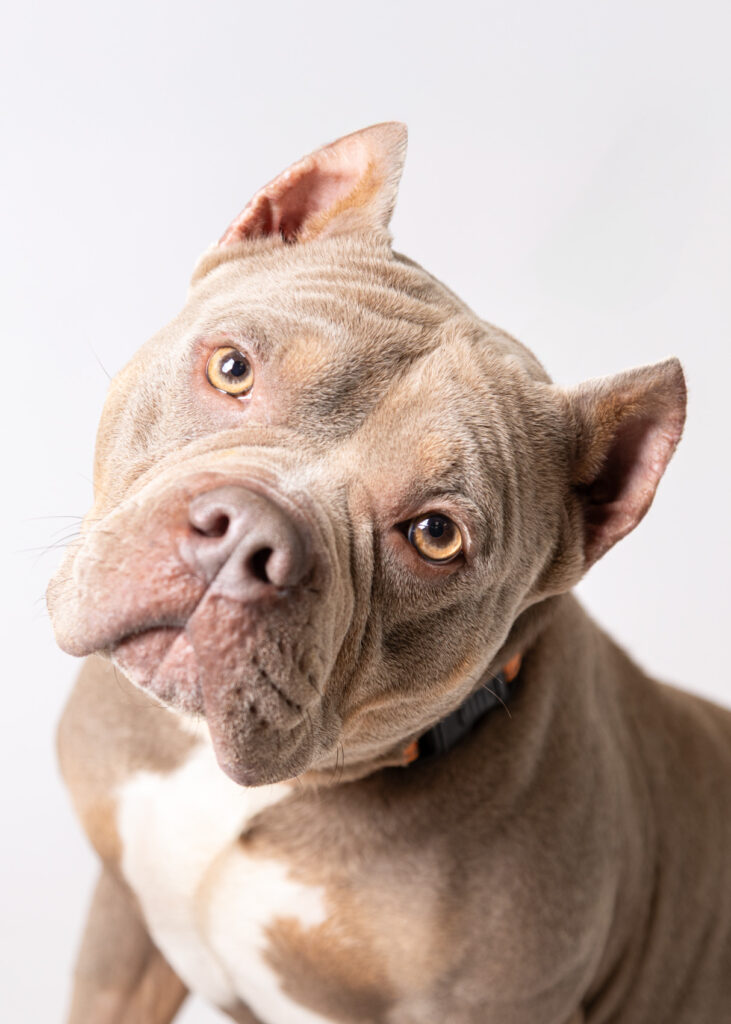 Drakkoo - a 4-year-old French Bulldog/Pit mix