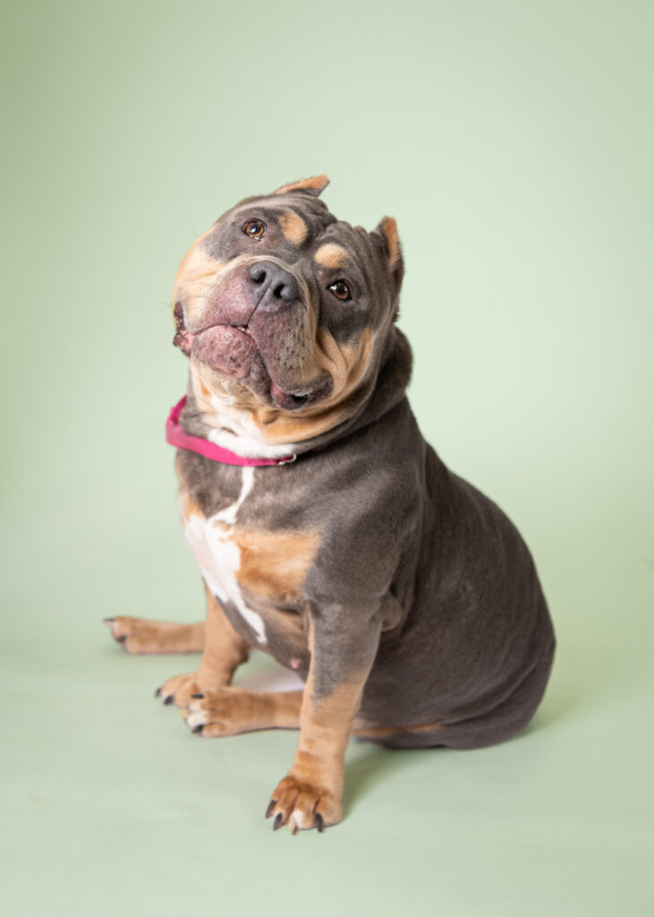 Brooklyn - a 4-year-old mixed breed dog