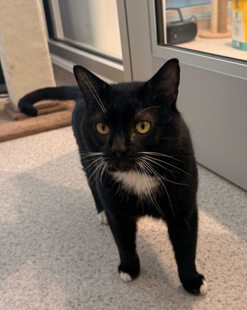 Daryl - a 2-year-old FIV+ cat